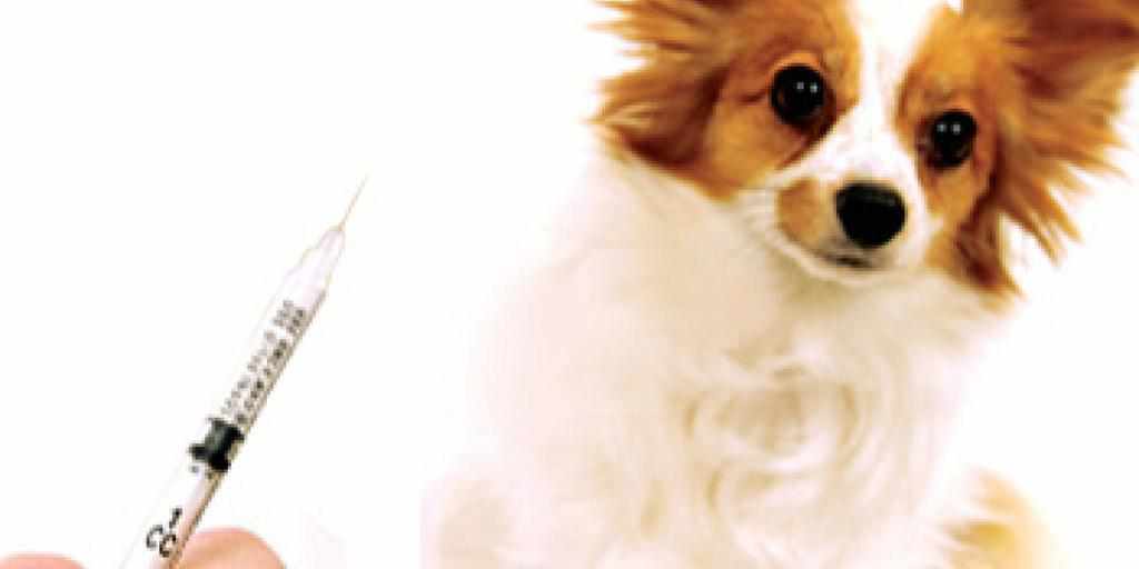 Коли і де в Полтаві щеплюватимуть домашніх тварин від сказу: графік