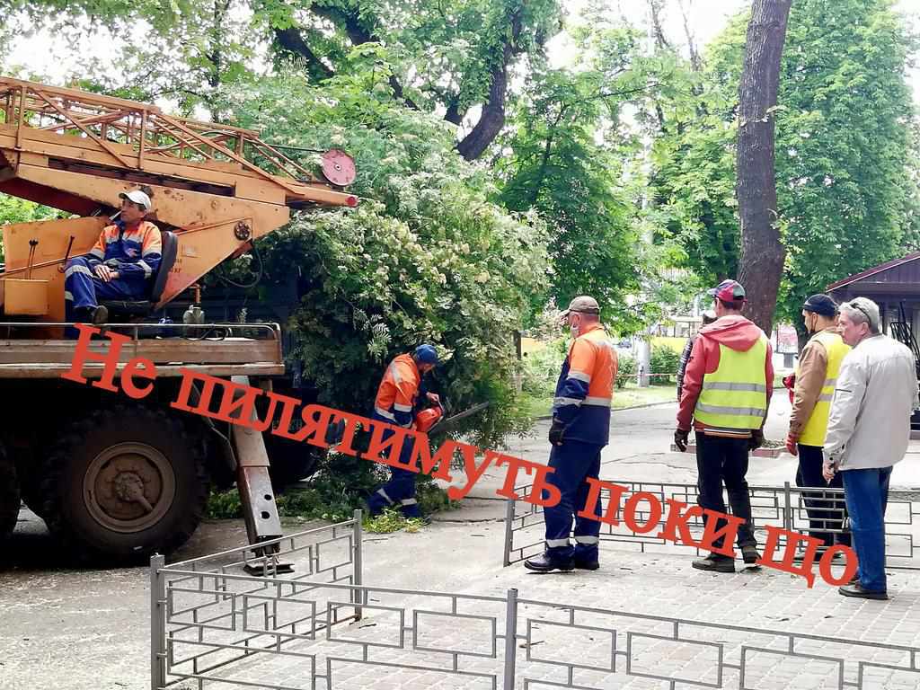 Зі скандалом, але дієво: у Полтаві мешканці відстояли дерева свого двору та всього міста. ФОТО. ВІДЕО
