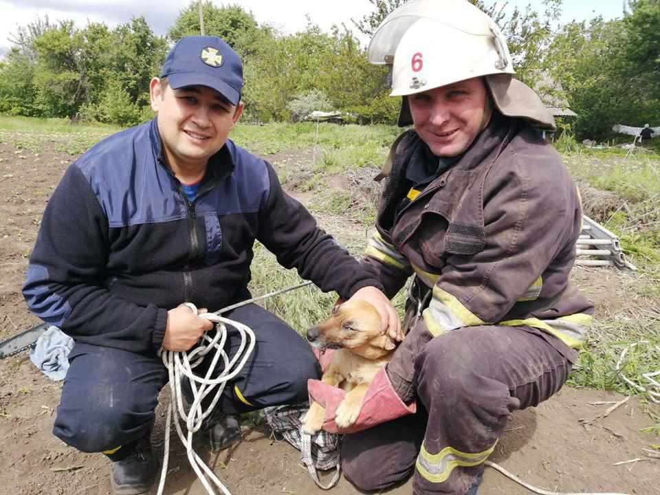 На Полтавщині рятували собаку із 40-метрового занедабного колодязя