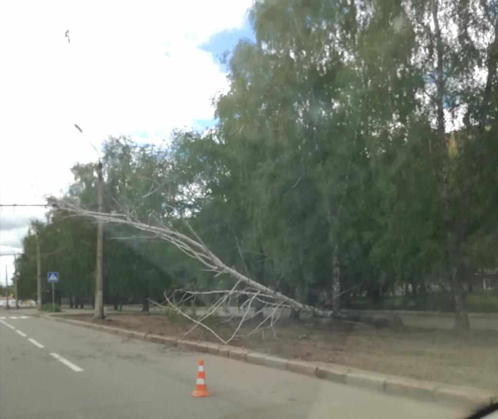 У Полтаві сухе дерево упало на дорогу і дроти. ФОТО 