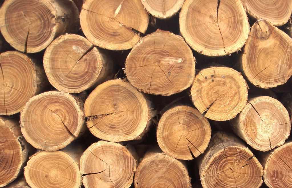Посадовець обласного лісгоспу занижував якість деревини для експорту: збитки державі майже пів мільйона