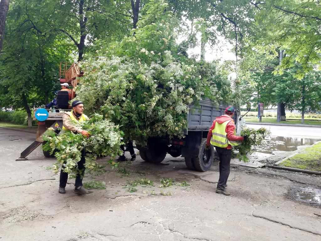 Врятувати не можна спиляти: полтавцям розповіли про ситуацію зі спилюванням дерев