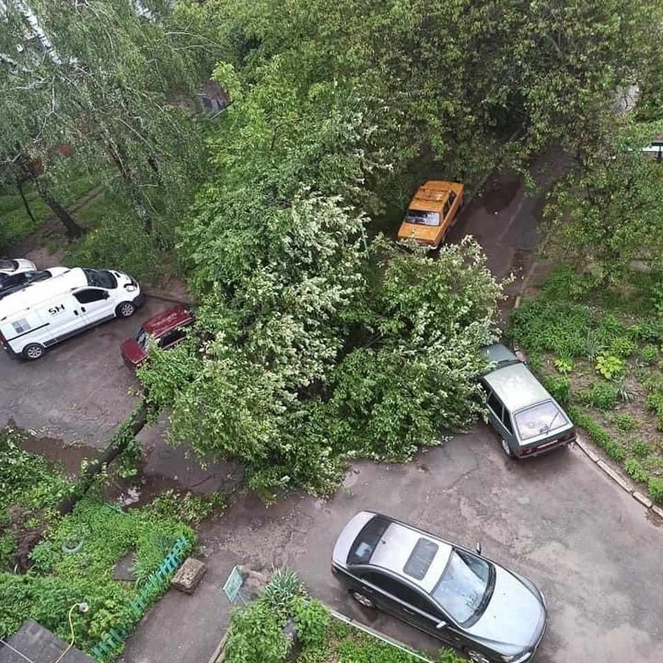 У Полтаві на Половках упало дерево, а на Вороніна затопило двори і городи. ФОТО