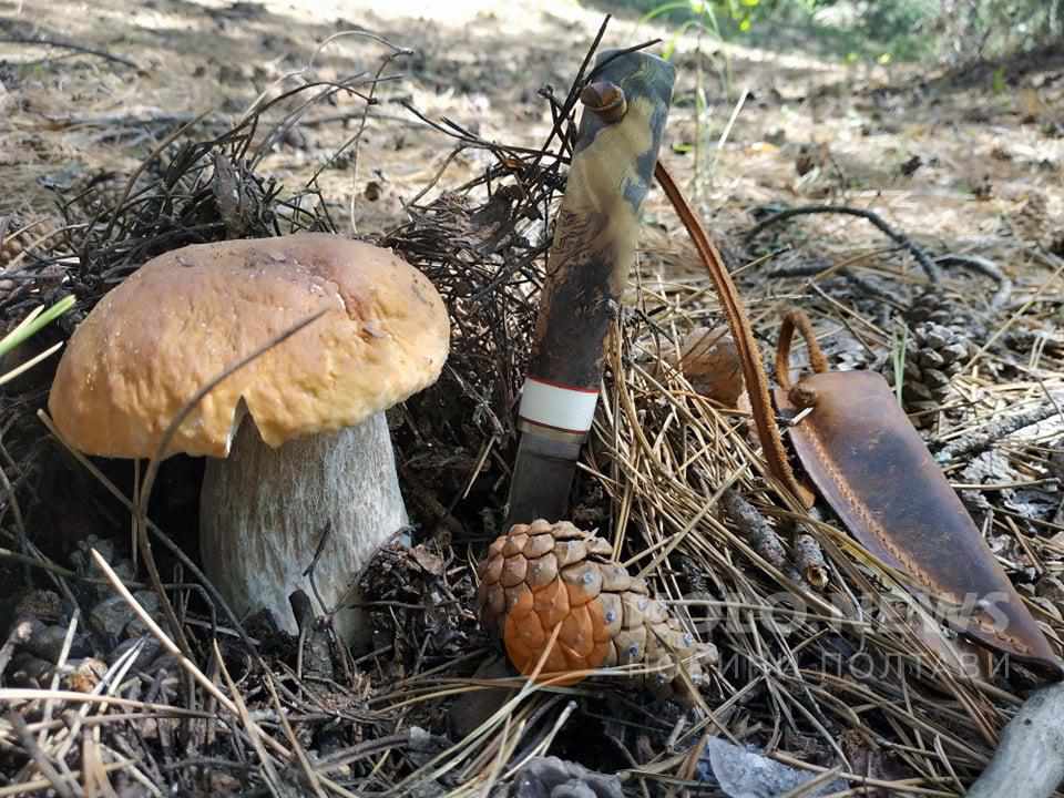 Дитина на Полтавщині потрапила до реанімації, отруївшись грибами