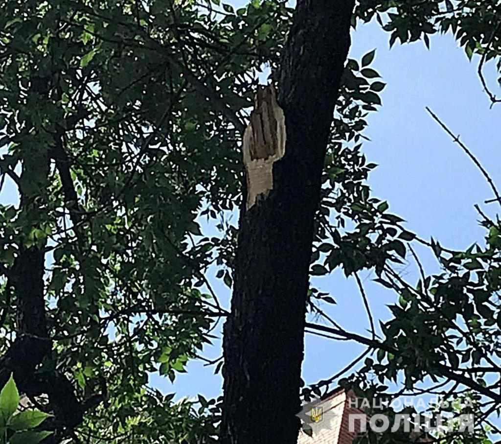 У Полтаві в центрі міста на жінку впала гілка: постраждалу госпіталізували