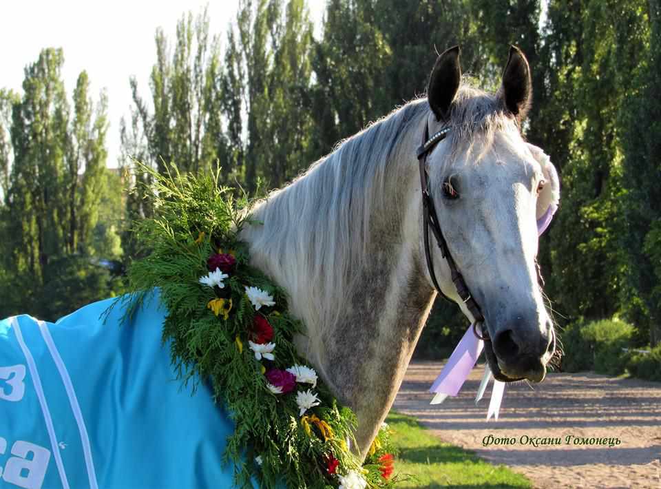 Коні з Полтавщини побили два рекорди на київському іподромі