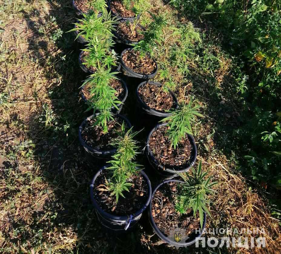 У Кременчуці в чоловіка виявили плантацію коноплі. ФОТО