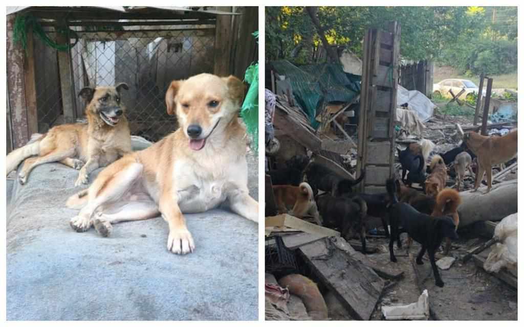 У Полтаві знесли приватний притулок для тварин: 70 собак опинилися на вулиці. ВІДЕО 