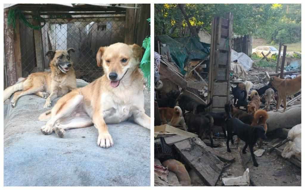 У Полтаві знесли приватний притулок для тварин: 70 собак опинилися на вулиці. ВІДЕО
