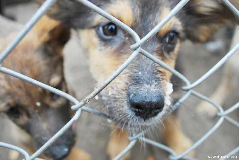 Перипетії з притулком для собак у Полтаві тривають: люди бояться сусідства з тваринами в житловій зоні 