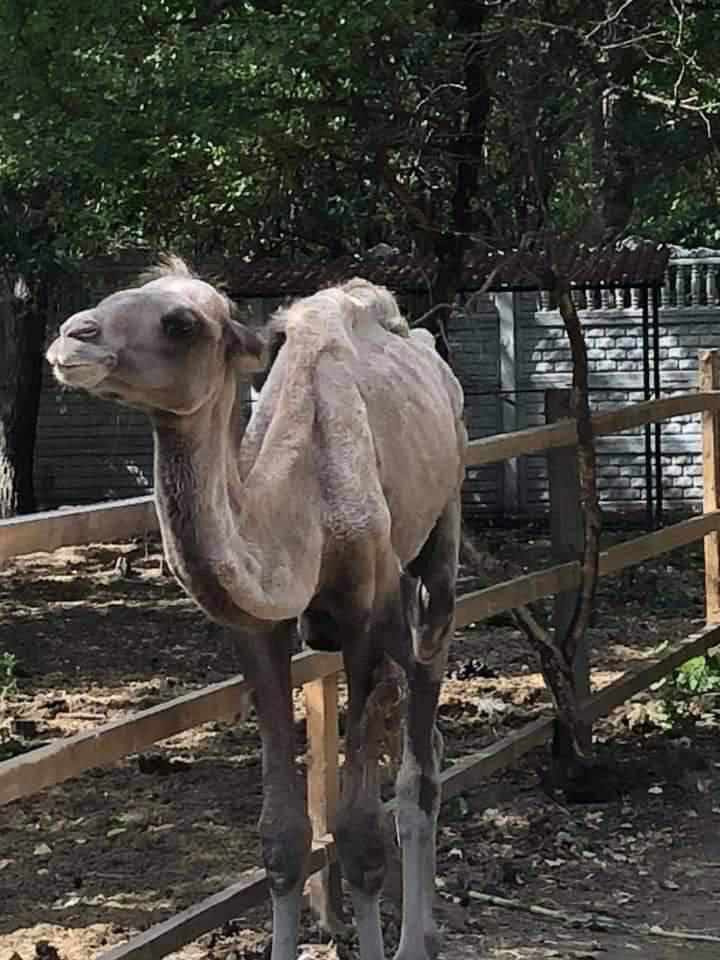 На Полтавщині скаржаться на утримання верблюда в еко-парку. ФОТО