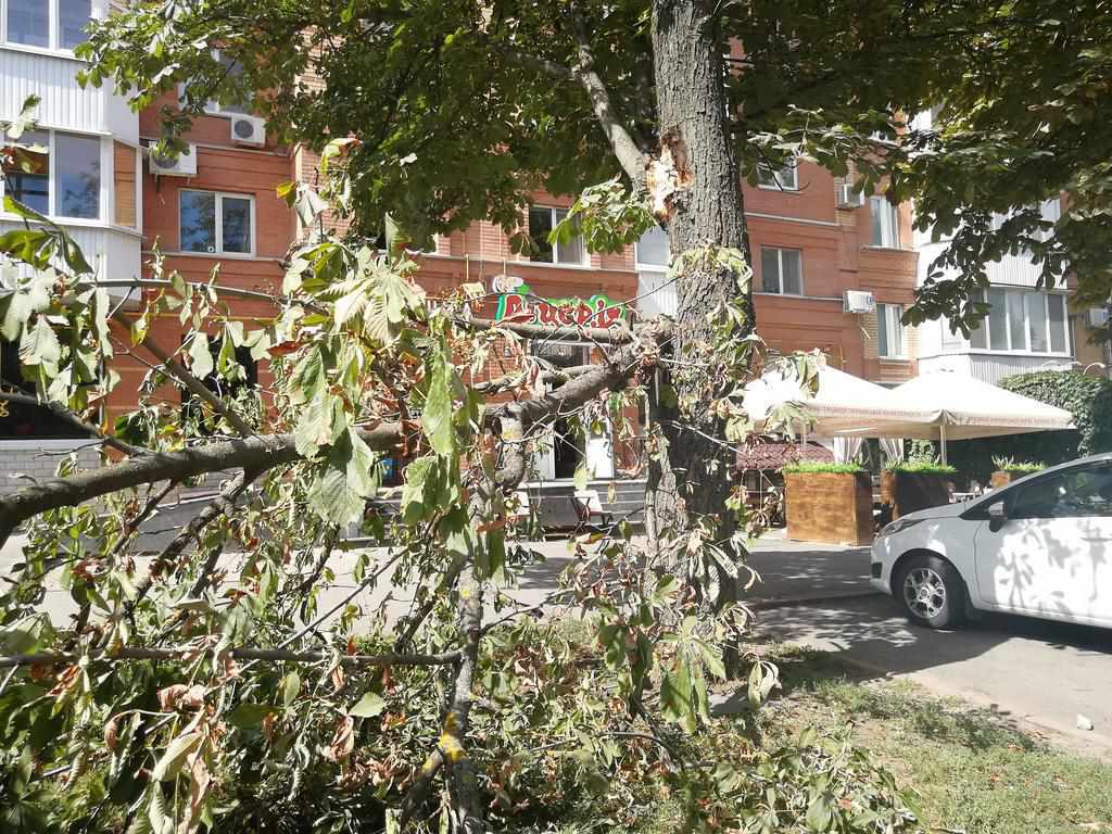 У центрі Полтави упало дерево: дивом уціліла машина. ФОТО