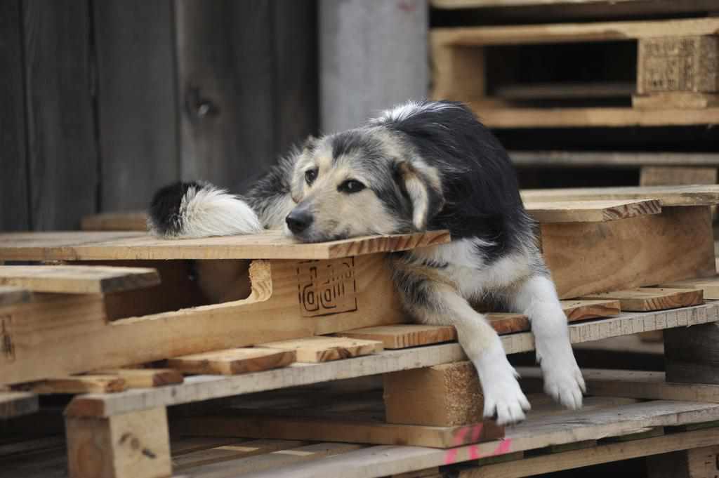 У Гадячі підприємець узявся рятувати безпритульних собак