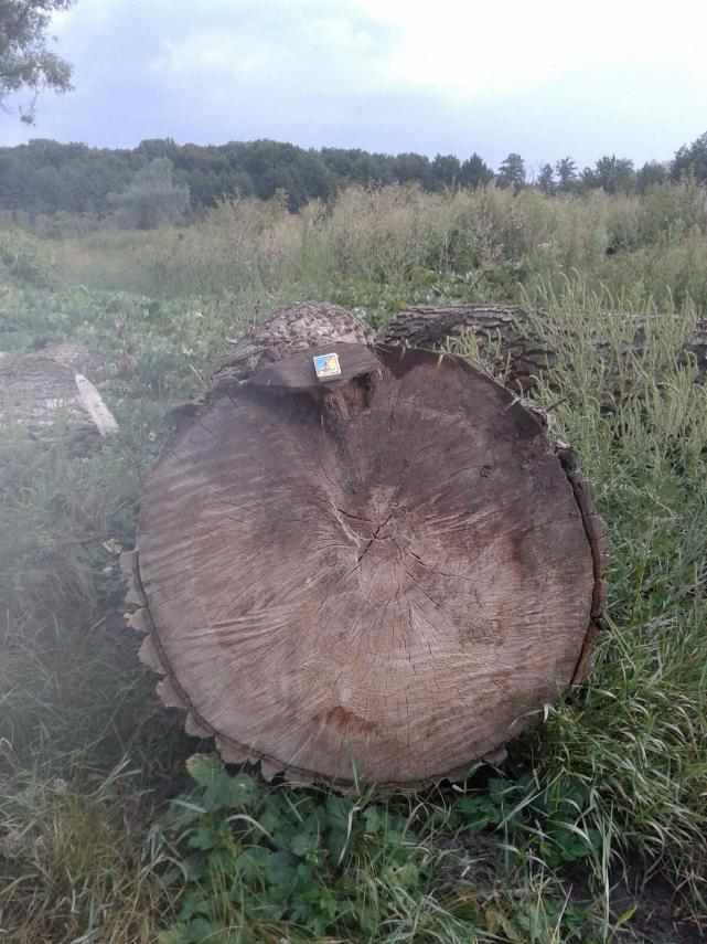 На Полтавщині пиляють величезні дуби, мешканці проти: що кажуть у лісництві. ФОТО 