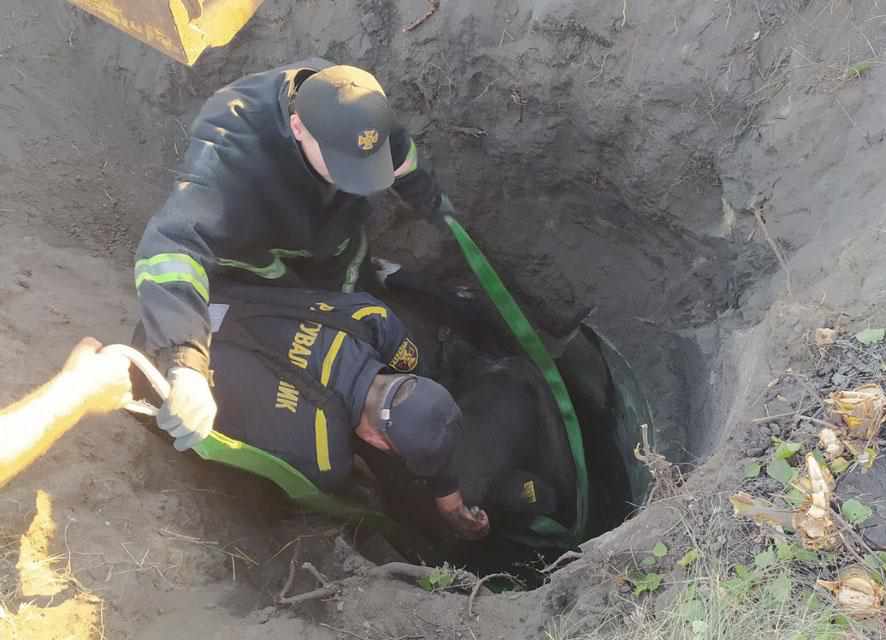 На Полтавщині в колодязь упала корова