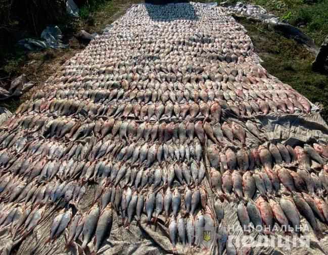 Біля Градизька зловили браконьєрів із більше ніж пів тонною риби на 300 тисяч гривень