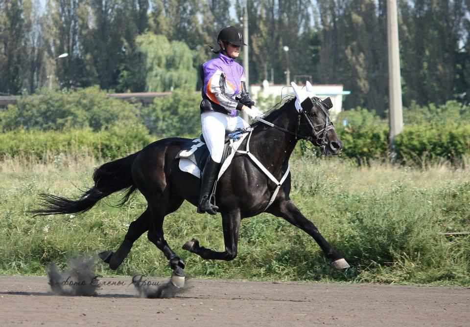 «Битва статей» у кінному спорті: чи просто втриматися в сідлі