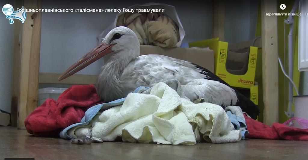 На Полтавщині рятували лелеку, якого покалічила дівчинка. ФОТО. ВІДЕО