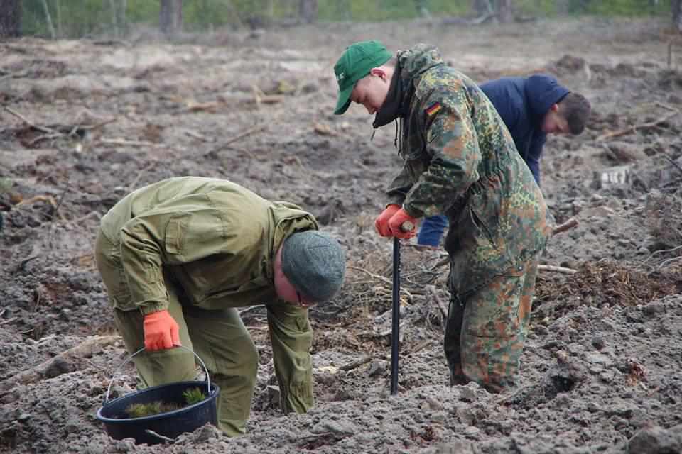 Завтра в Україні висадять мільйон дерев за добу: скільки планують посадити на Полтавщині
