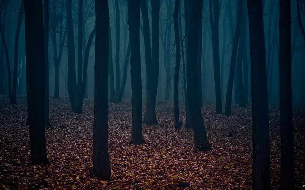 У лісі на Полтавщині шукали жінку з дитиною, які заблукали