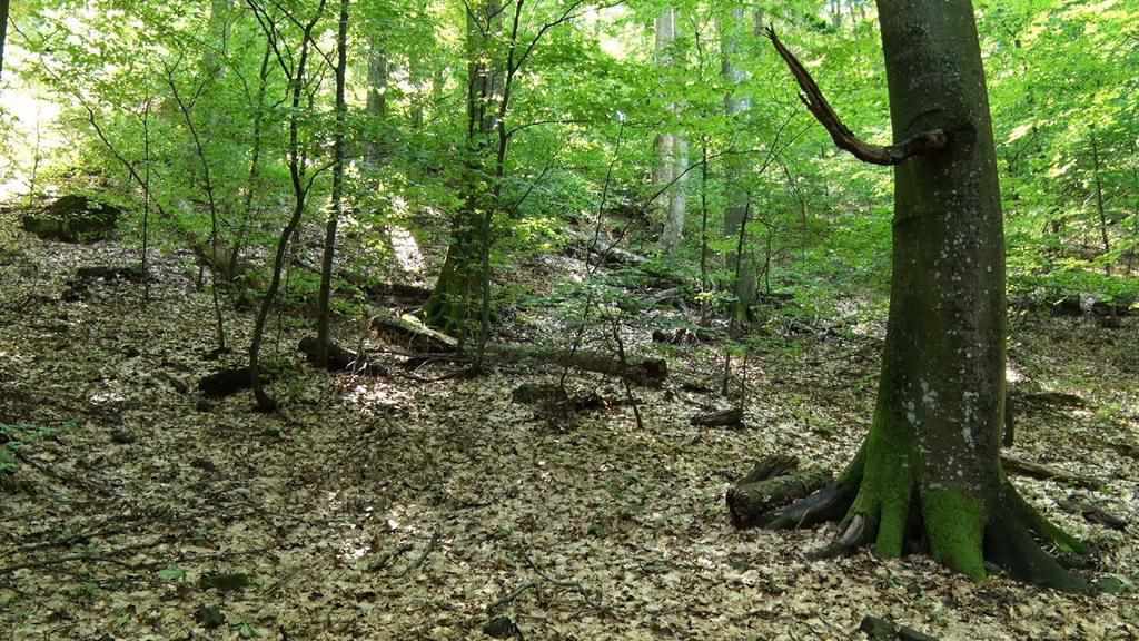 Зниклу жінку, яку розшукували на Полтавщині, знайшли мертвою в лісі