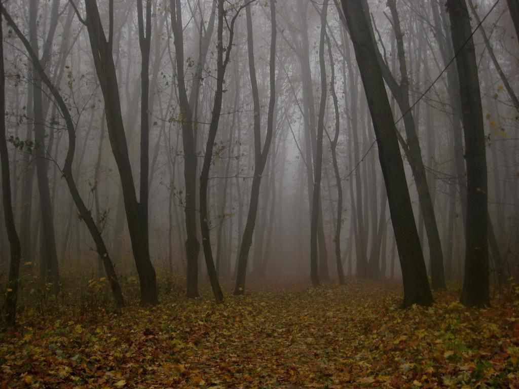 Погода на Полтавщині: без опадів, але з туманом та морозом