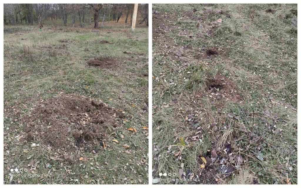 У Полтаві в парку «Перемоги» вкрали дерева, які висадили місяць тому