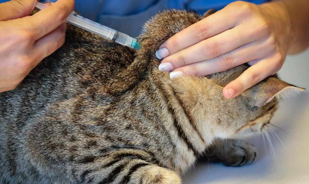 У двох селах під Полтавою оголосили карантин через скаженого кота: проводять вакцинацію домашніх тварин