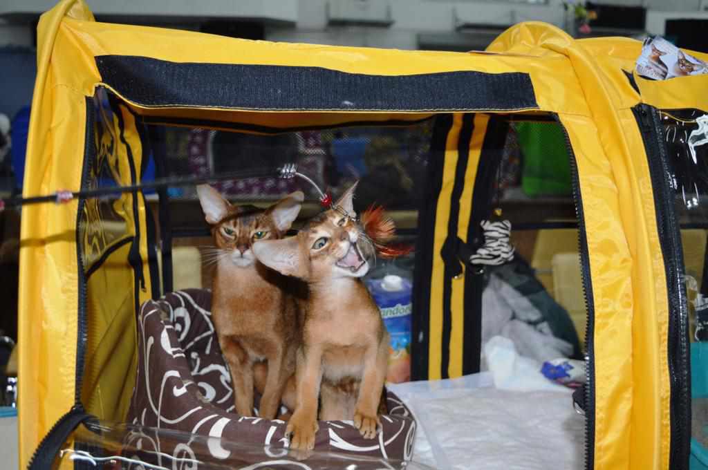 Виставка котів у Полтаві – від чотирьох до п’ятнадцяти тисяч за кошеня