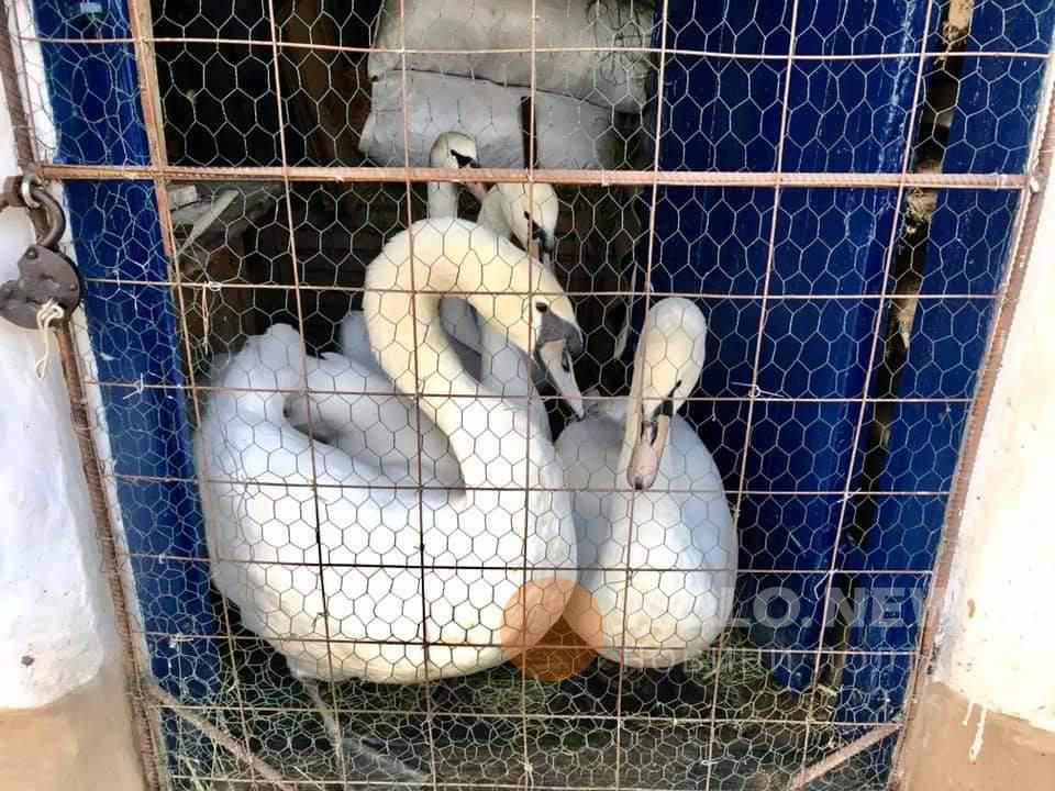 На Полтавщині діти кидають петарди у лебедів. ВІДЕО