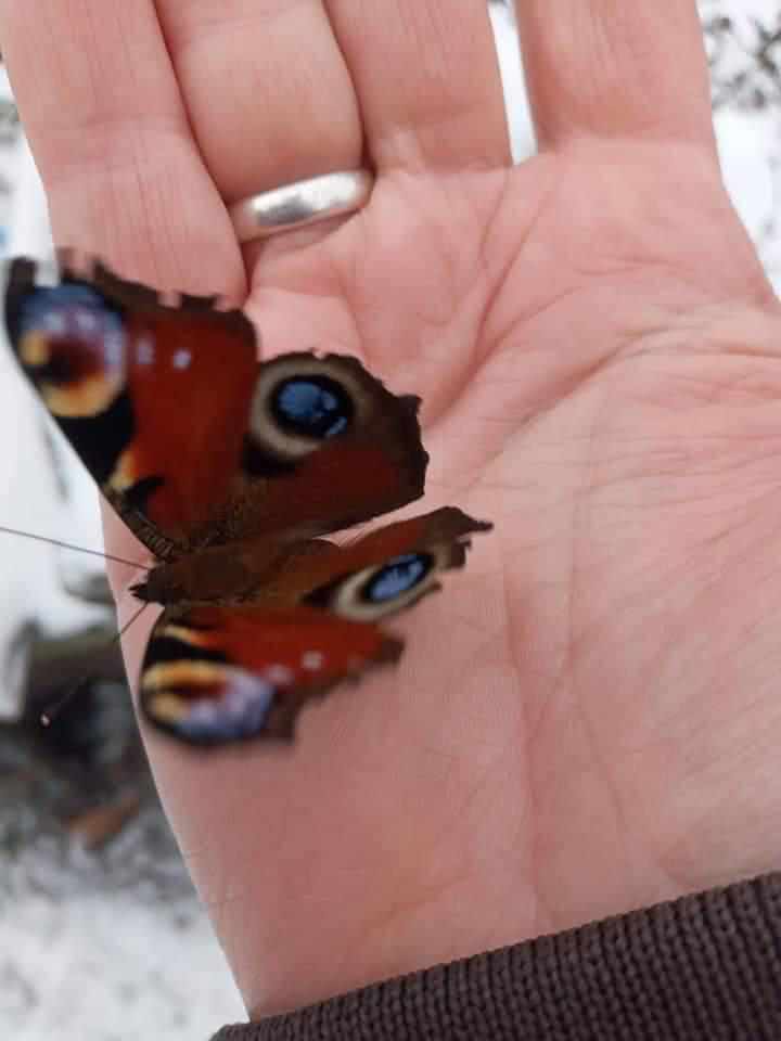 На Полтавщині в грудні літають метелики. ФОТО