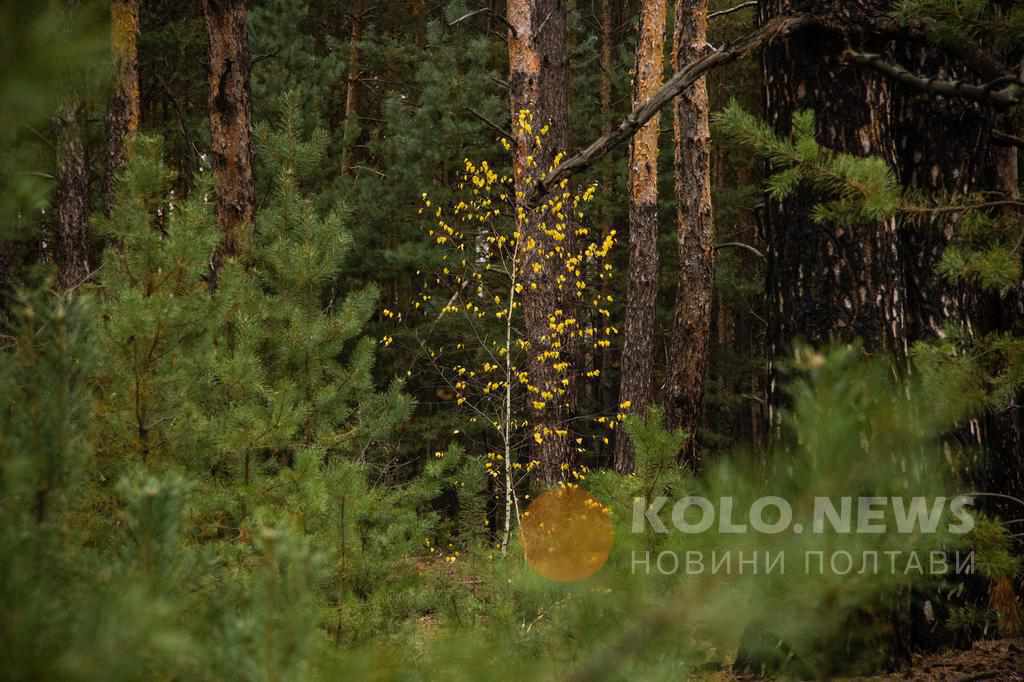 Полтавські лісівники отримають 10 тисяч гривень за третє місце у всеукраїнському конкурсі