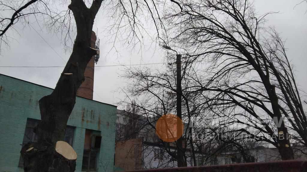 Чому спиляли близько двадцяти дерев на території полтавської школи