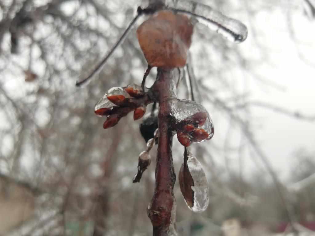 Немає світла та стоять тролейбуси, обмерзлі дроти, та повалені дерева – негода у Полтаві. ФОТО. ОНОВЛЕНО
