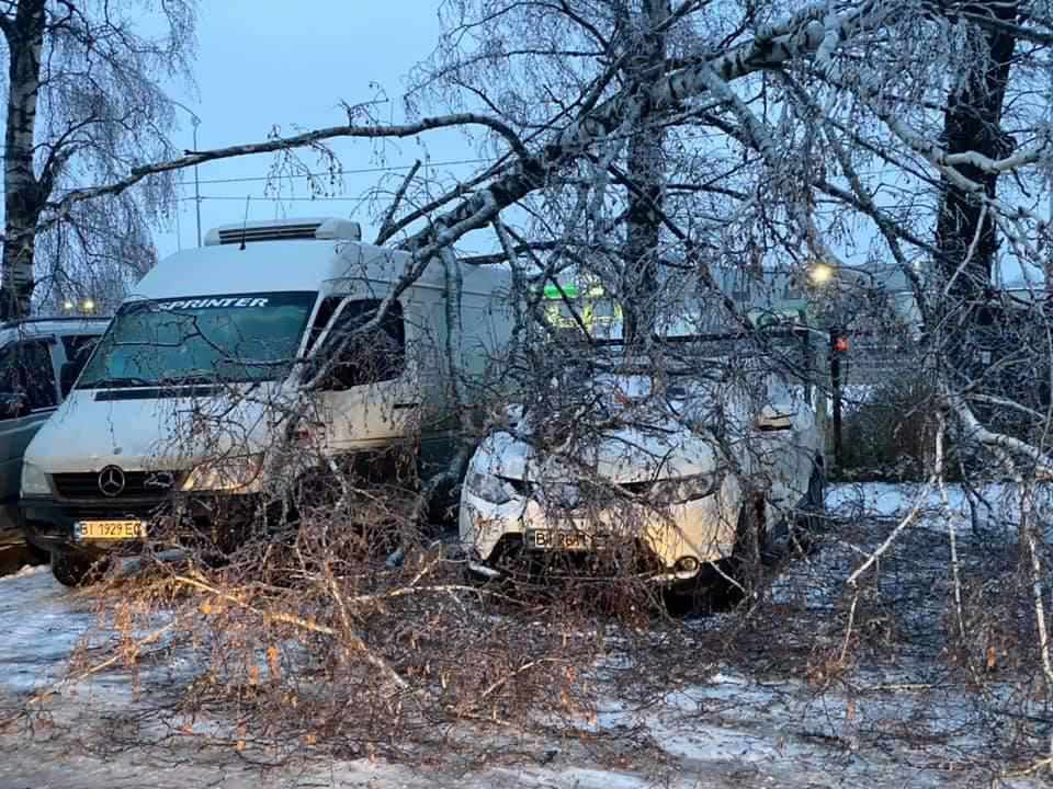 У Полтаві на парковці дерева упали на дві машини. ФОТО