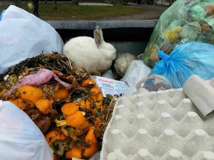 На Полтавщині біля сміттєвих баків викинули живих кроликів