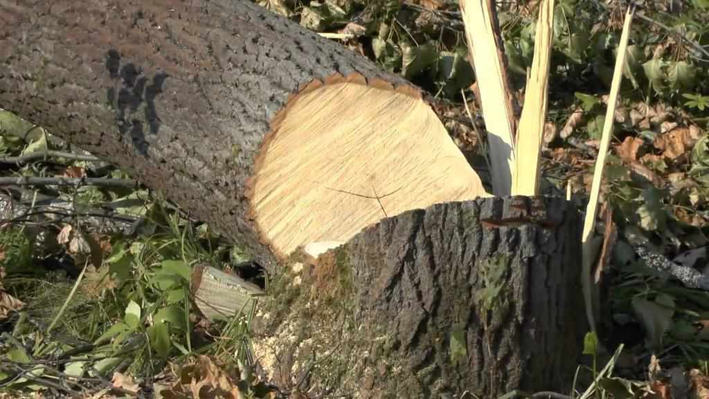 На Полтавщині на чоловіка упало дерево, яке він пиляв: постраждалий у реанімації