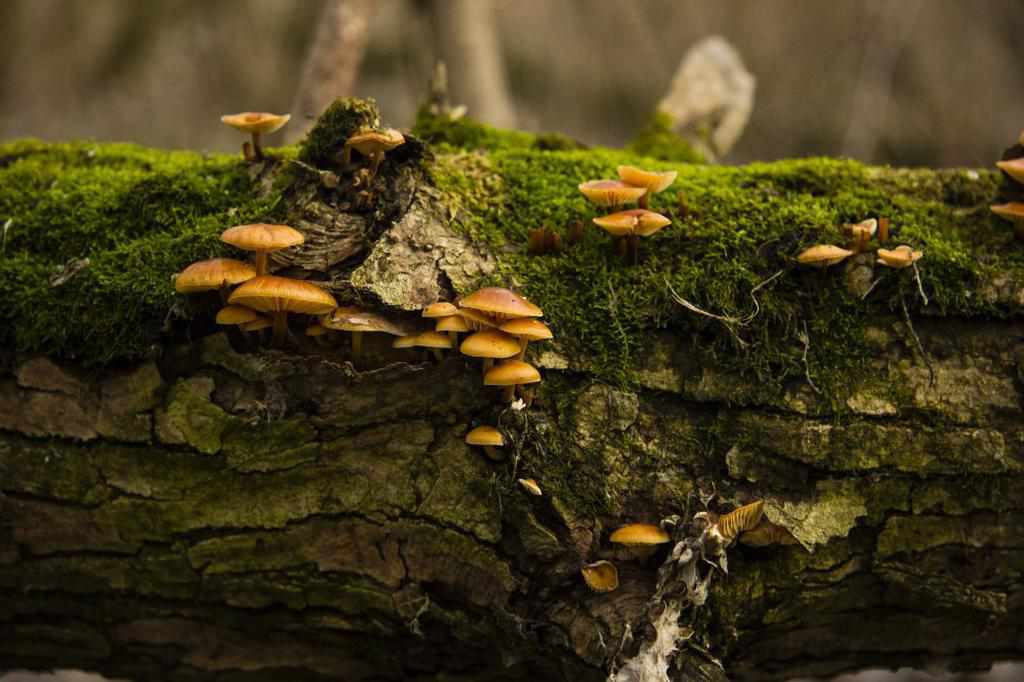 Які гриби можна відшукати взимку в Прирічковому парку в Полтаві. ФОТО