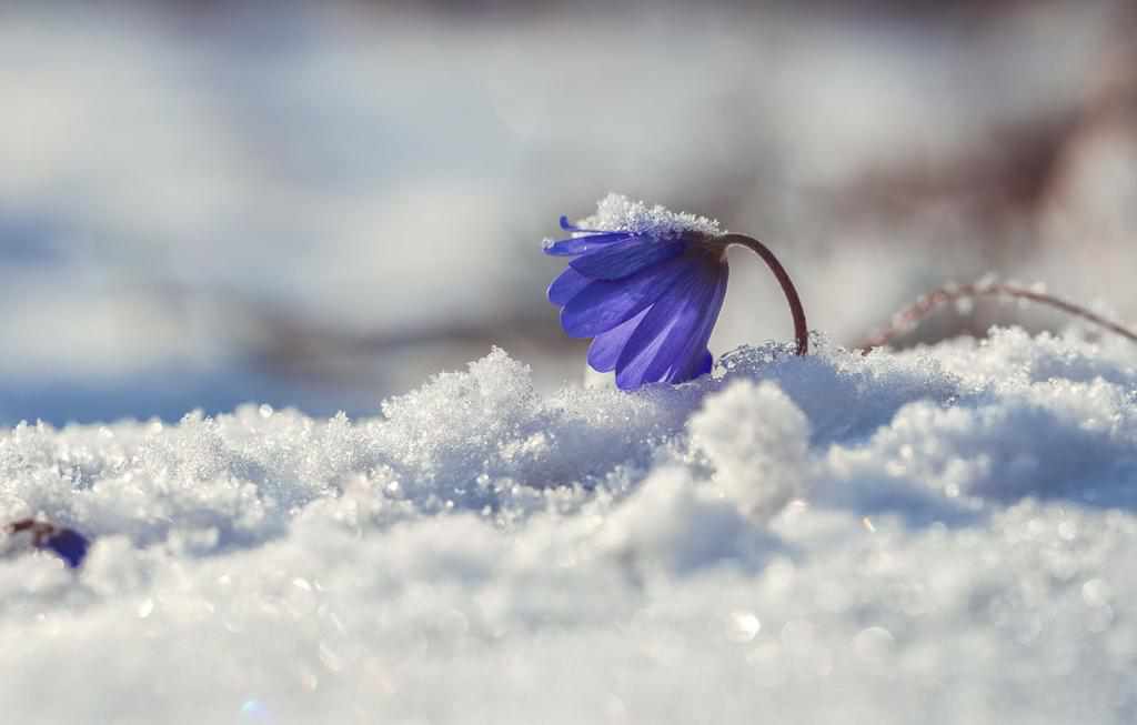 Березень зі снігом: запахне весною лише в квітні 