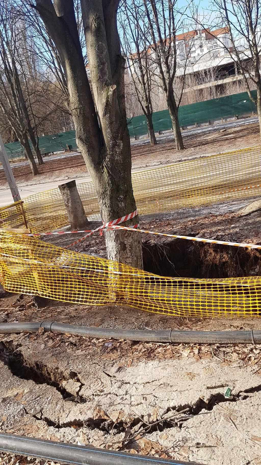Провалля, де загинула жінка у Полтаві, росте: дерево йде під землю. ФОТО 