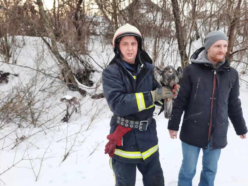 На Полтавщині врятували хижого птаха, що замерзав у колодязі. ФОТО