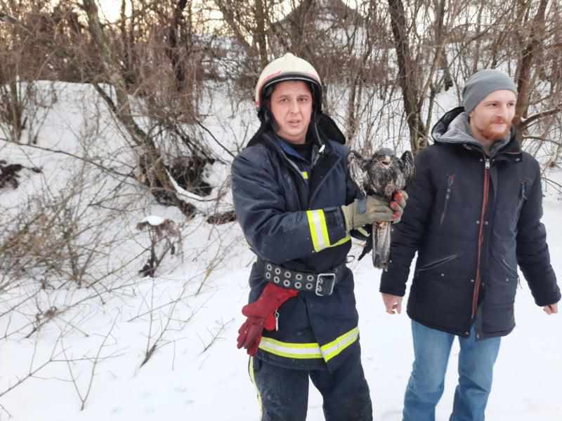 На Полтавщині врятували хижого птаха, що замерзав у колодязі. ФОТО