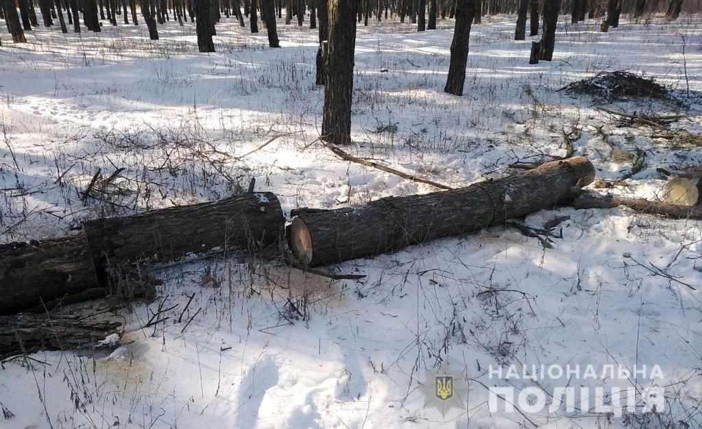 На Полтавщині незаконно рубали ліс