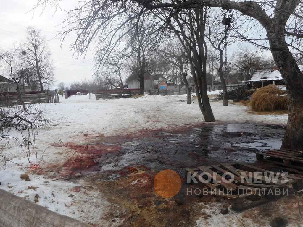 На Полтавщині одні селяни організували скотобійню під відкритим небом, інші – проти такого жахіття