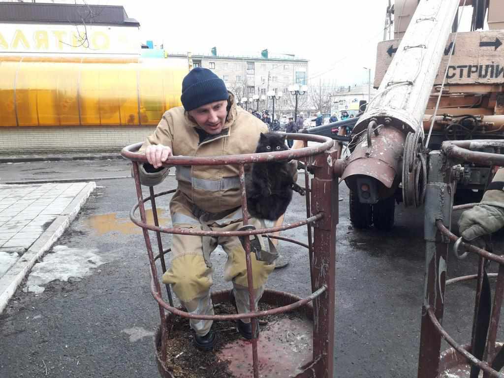 В Решетилівці врятували кота, який заліз на дерево