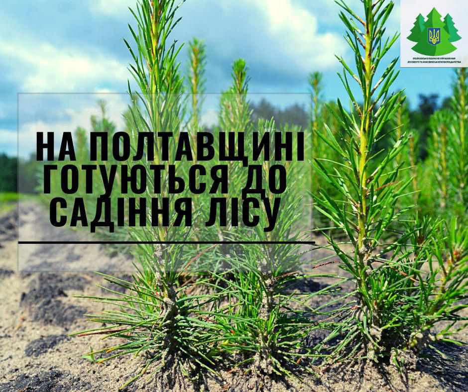 На Полтавщині посадять майже 900 гектарів лісу: що і де садитимуть