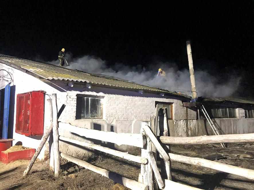 На Полтавщині з пожежі врятували майже дві сотні корів. ФОТО