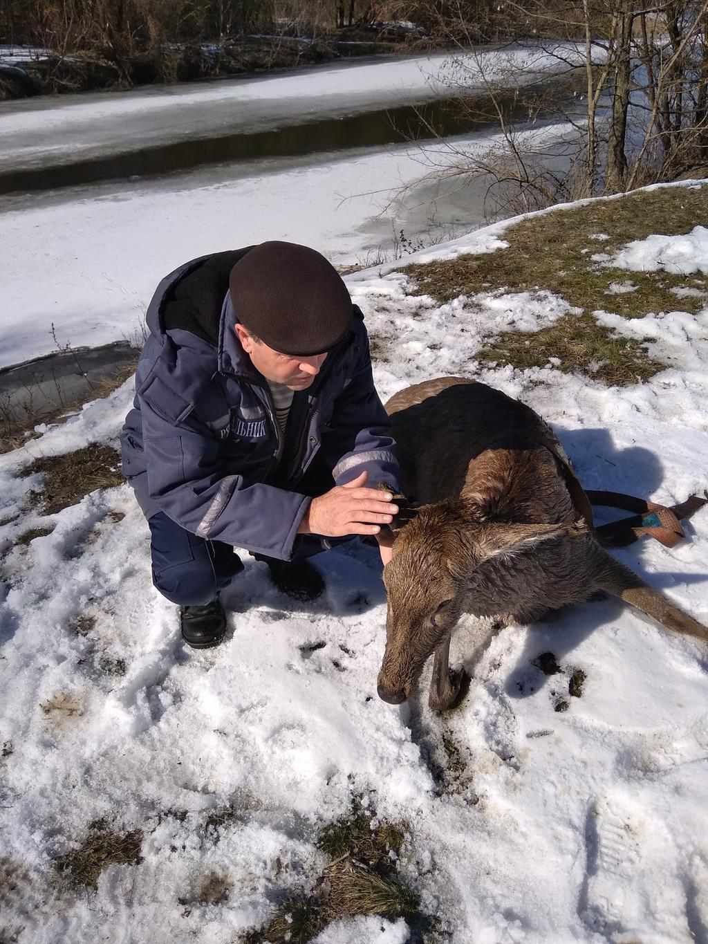 На Полтавщині оленята провалились під кригу, тікаючи від собачої зграї: як рятували тварин. ФОТО