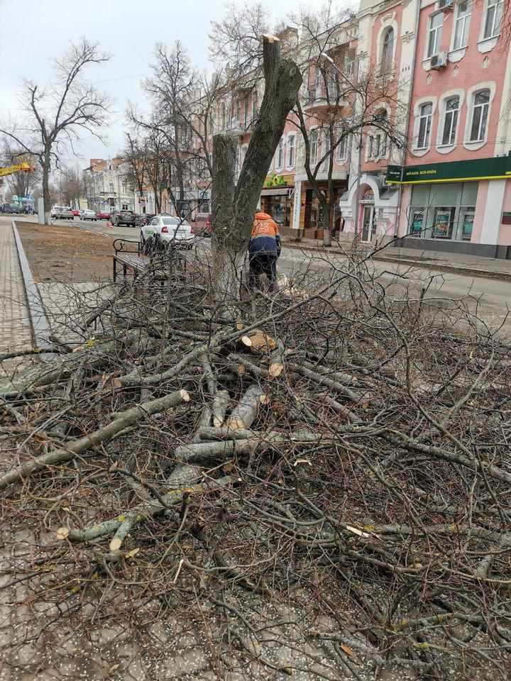 Біля театру в центрі Полтави знову спиляли липи. ФОТО