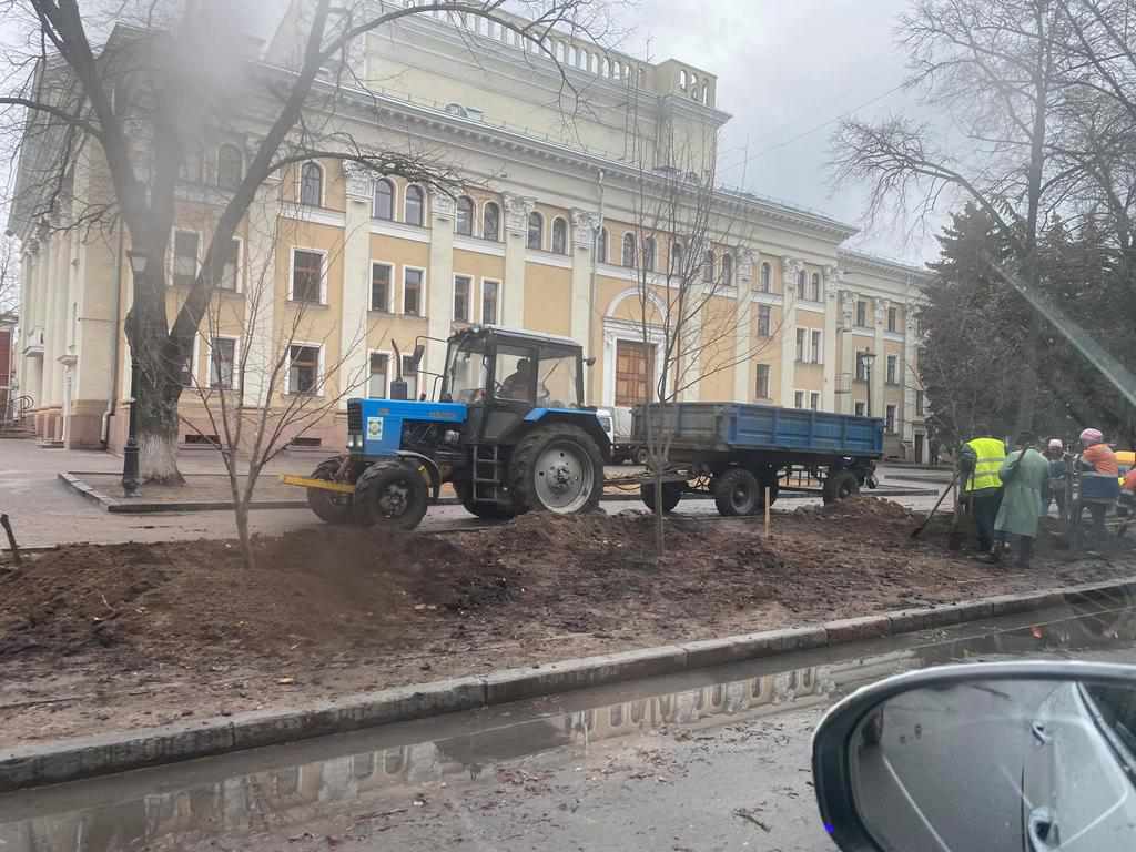 Нові дерева на місці спиляних: у центрі Полтави почали саджати липи. ФОТО